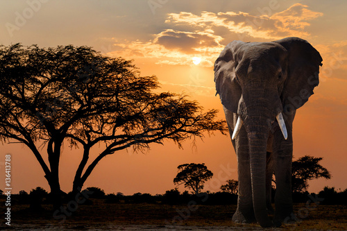 Africa sunset over acacia tree and elephant
