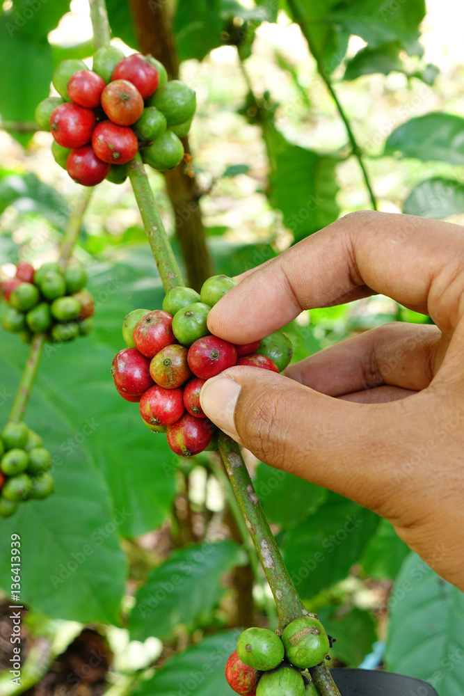 Coffee beans ripening on a tree. Coffee beans ripening on a tree.