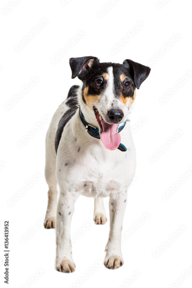 Fox terrier posing in studio on white background. isolated Fox terrier posing in studio on white background. isolated