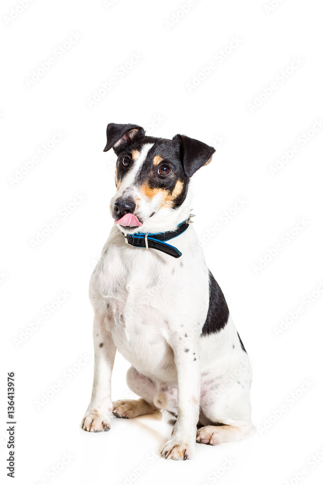 Fox terrier posing in studio on white background. isolated Fox terrier posing in studio on white background. isolated