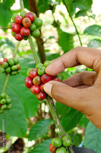Coffee beans ripening on a tree. © nimon_t