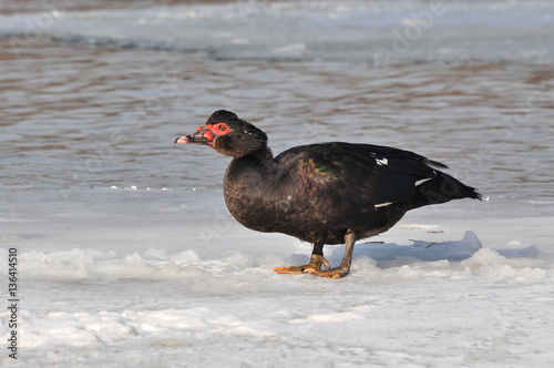 Cairina moschata, black duck on ice in winter days photo