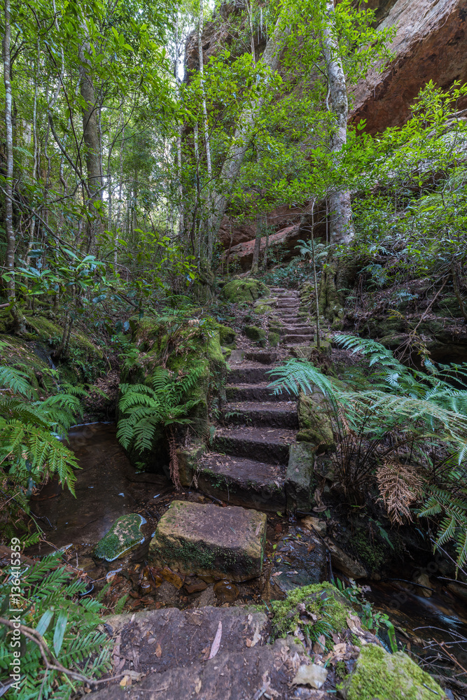 Obraz premium Hiking path in tropical forest