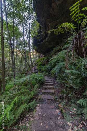 Hiking path in tropical forest