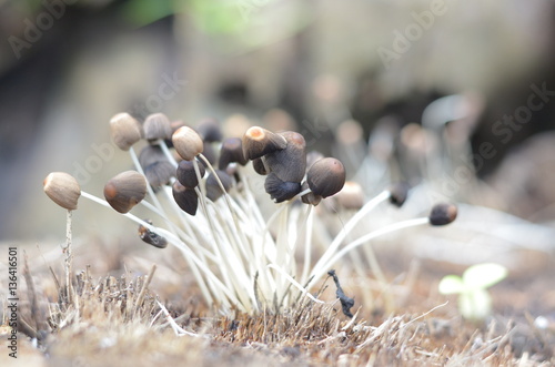the brown mushroom