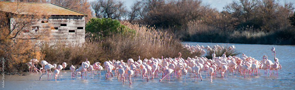 Naklejka premium Flamingi przed punktem obserwacyjnym