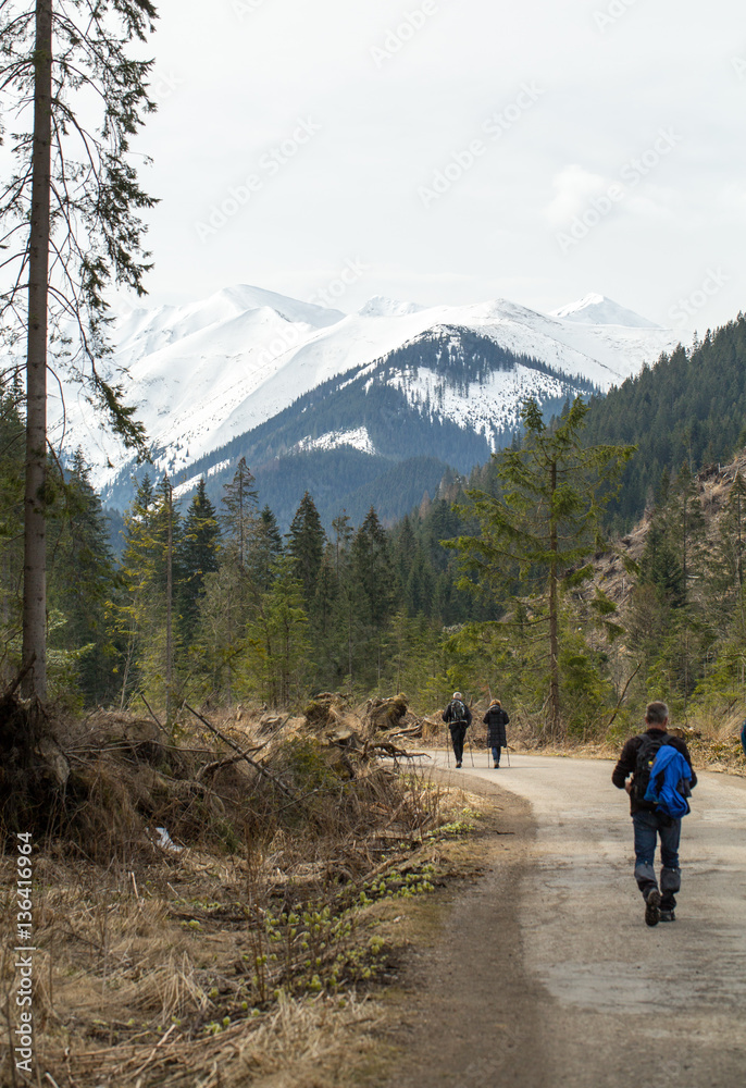  Tourists walking on hiking path in Chocholowska valley in spring season, Tatra Mountains, Poland