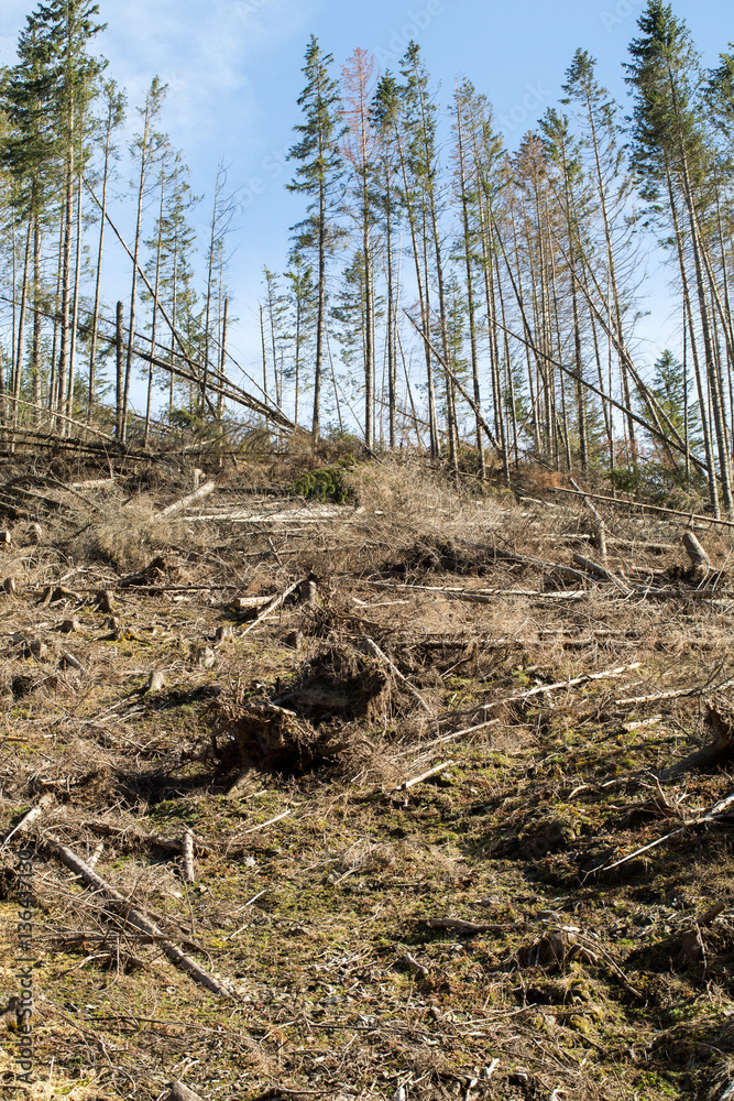 Forest being cut down turning into a dry lifeless field Forest being cut down turning into a dry lifeless field