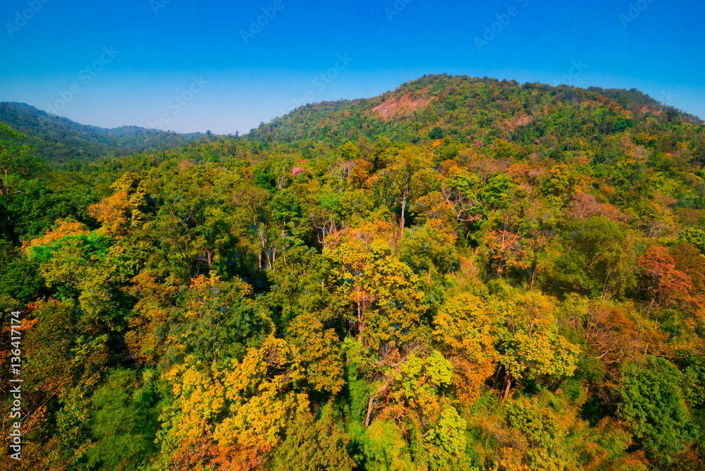 Aerial view of autumn forest