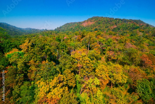 Aerial view of autumn forest