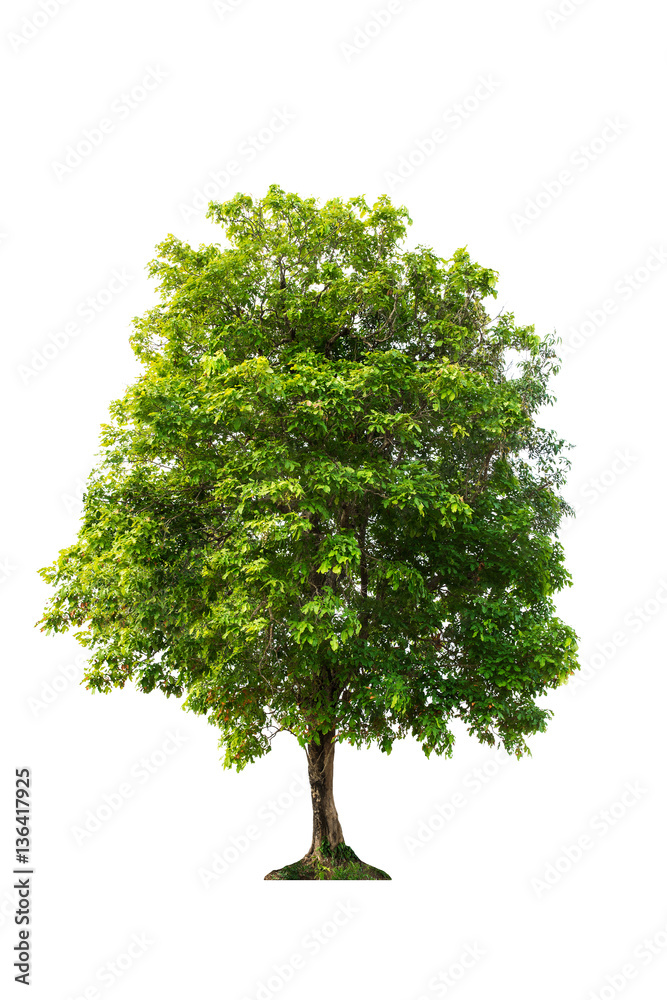 Fototapeta premium Tree of isolate.Tree on white background.green leaves tree.
