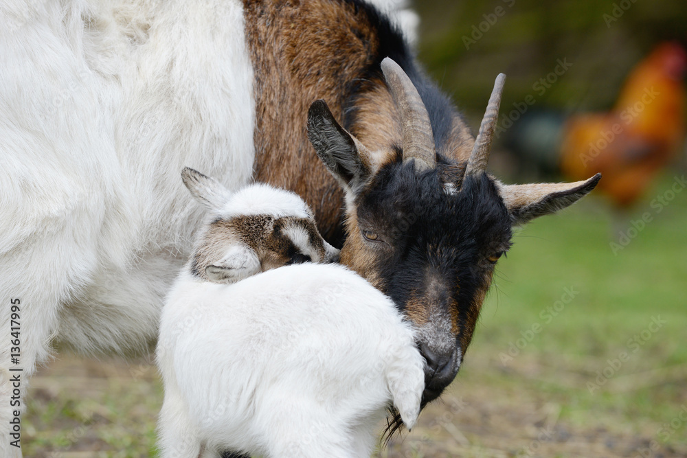 Obraz premium goat and goat kid