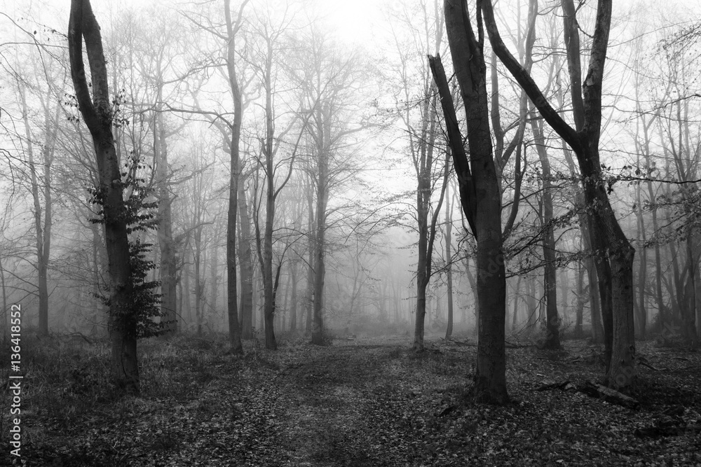 English woodland on a foggy misty morning