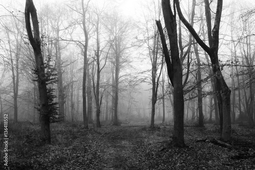 English woodland on a foggy misty morning