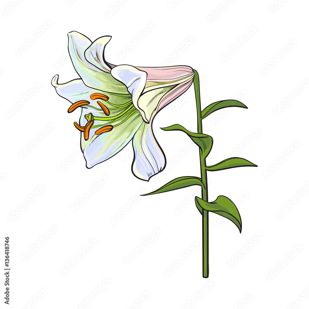 Single hand drawn white lily flower with stem and leaves, side view, sketch vector illustration isolated on white background. Realistic hand drawing of white lily, wedding flower, symbol of love