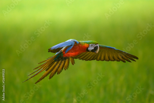 flying macaw, beautiful bird with green background
