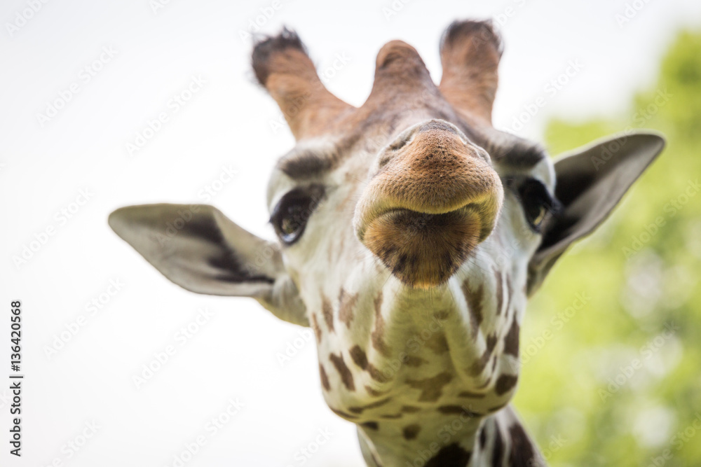 Obraz premium Close up of beautiful giraffe