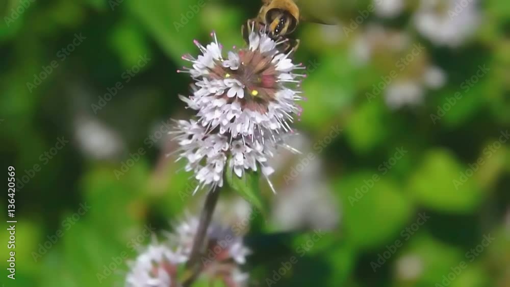 Butterfly hornet wasp diversity fly insects on flower Butterfly hornet wasp diversity fly insects on flower