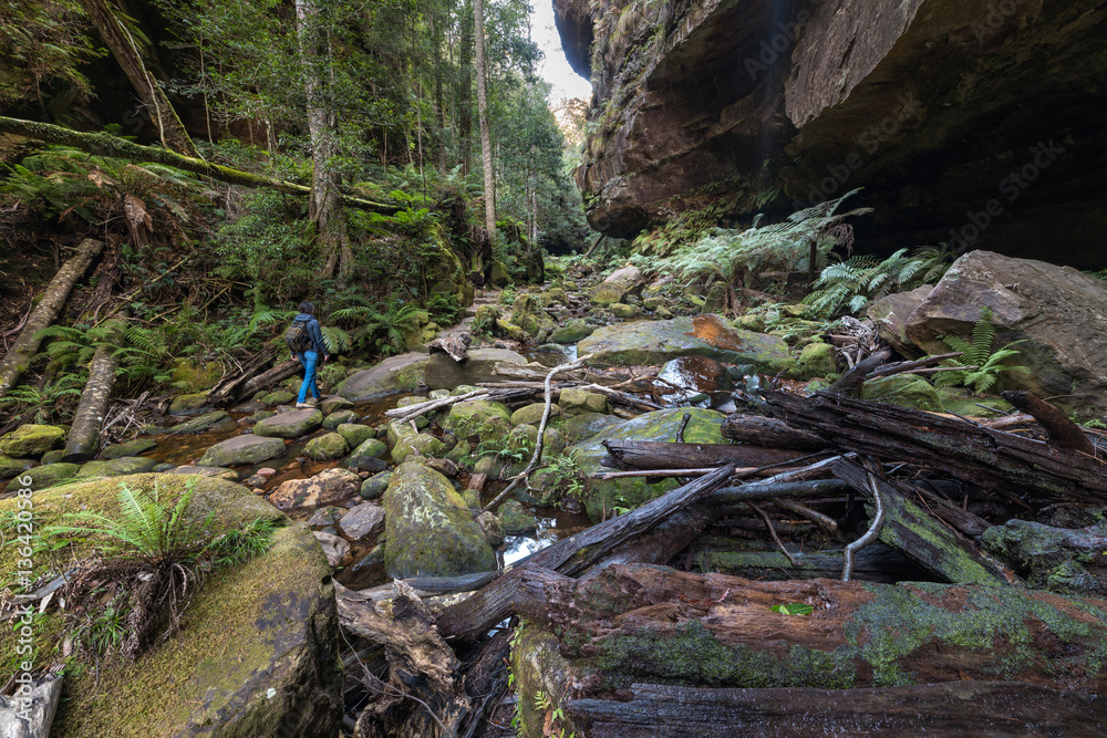 Trekking Grand Canyon Track in Blue Mountains, Australia Trekking Grand Canyon Track in Blue Mountains, Australia