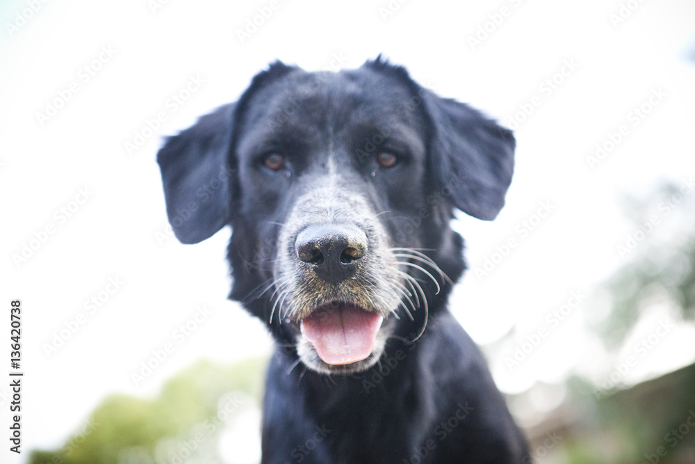 friendly black dog