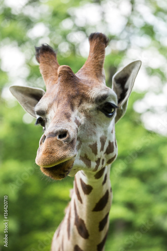 Close up of beautiful giraffe © eunikas