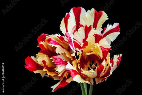  Flaming Parrot tulips on black, floral wallpaper