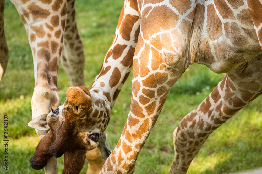 Obraz premium Playful funny giraffe