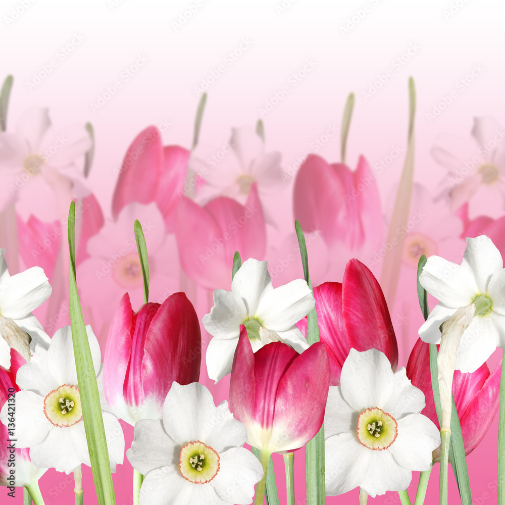 Beautiful floral background with tulips and daffodils 