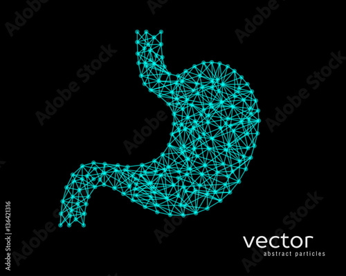 Abstract vector illustration of human stomach.