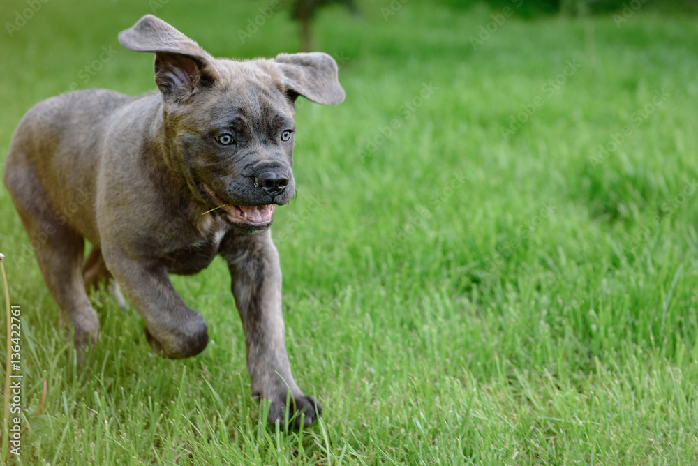 Obraz premium Mały szczeniak cane corso biegnie po trawie