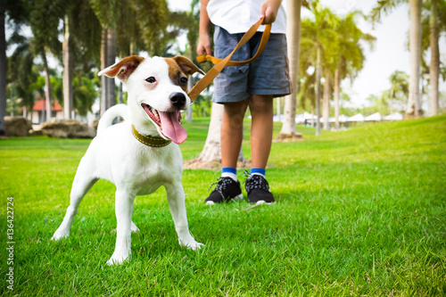 jack russell dog with owner and leather leash ready to go for a