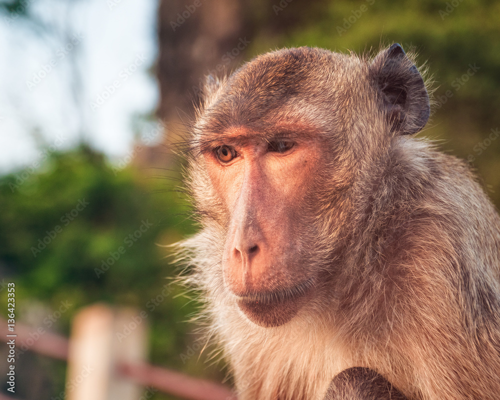 Monkey at Wat Thammikaram Temple in the Town of Prachuap Khiri Khan, Thailand Monkey at Wat Thammikaram Temple in the Town of Prachuap Khiri Khan, Thailand