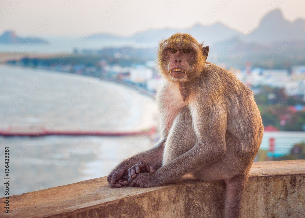 Naklejka premium Monkey at Wat Thammikaram Temple in the Town of Prachuap Khiri Khan, Thailand
