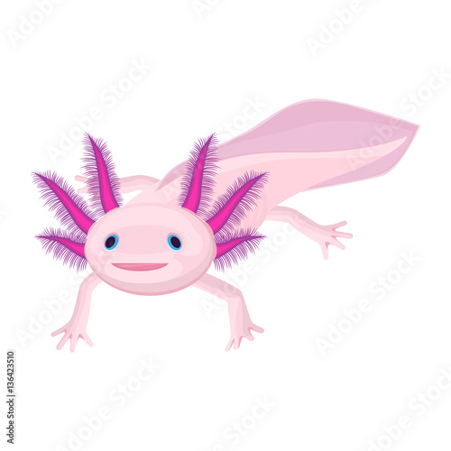 Axolotl pink isolated with four legs on white. Water animal
