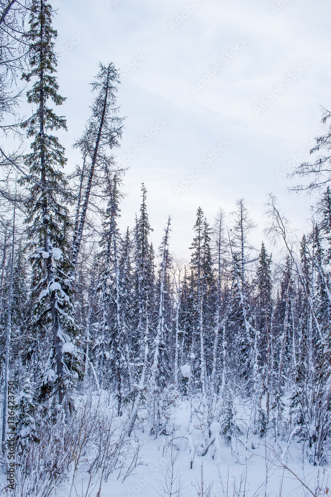 Fototapeta premium winter forest