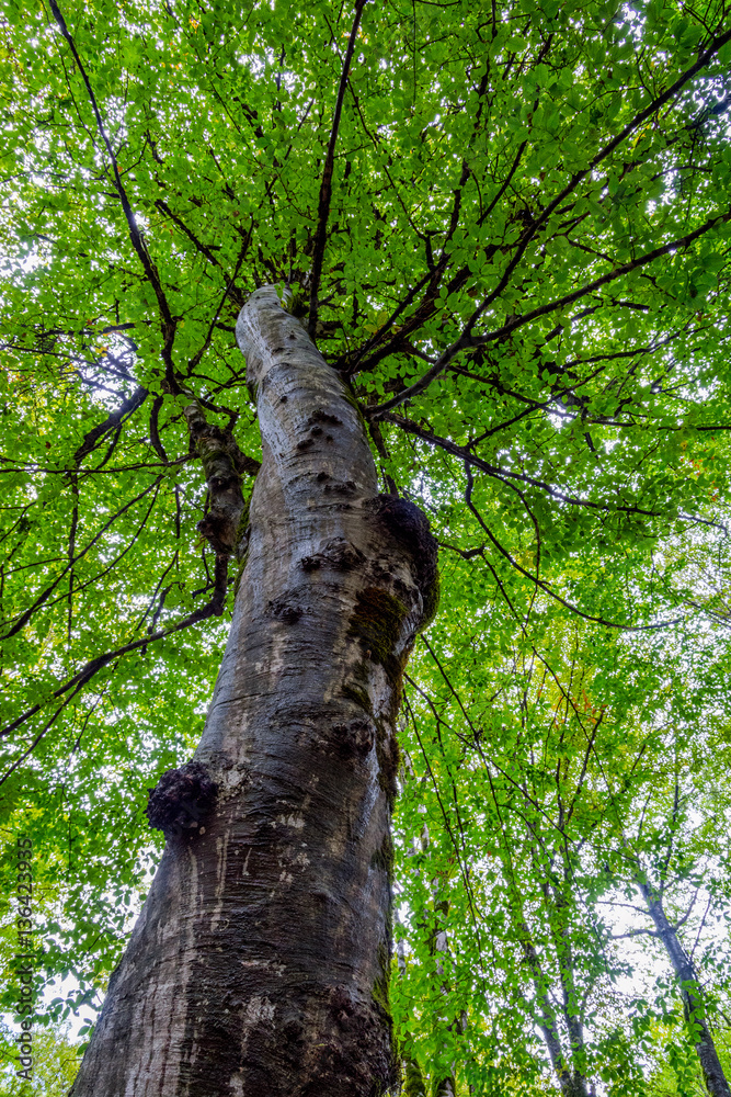 Fototapeta premium Tree trunks in green mossy forest