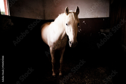 horse in stable © Nuaestudio