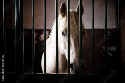 horse in stable photo