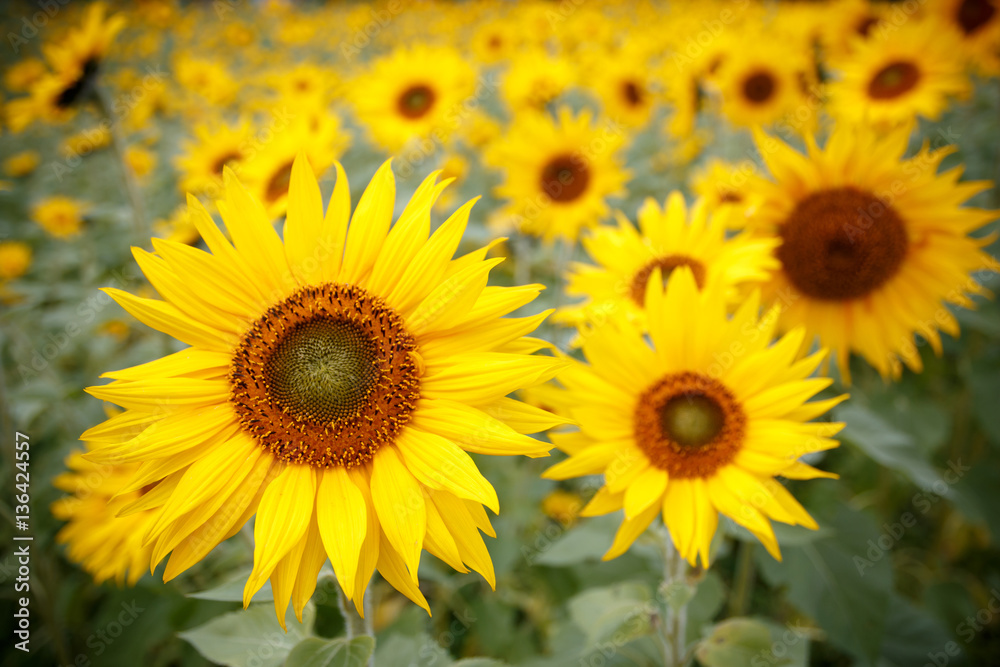 ヒマワリの花