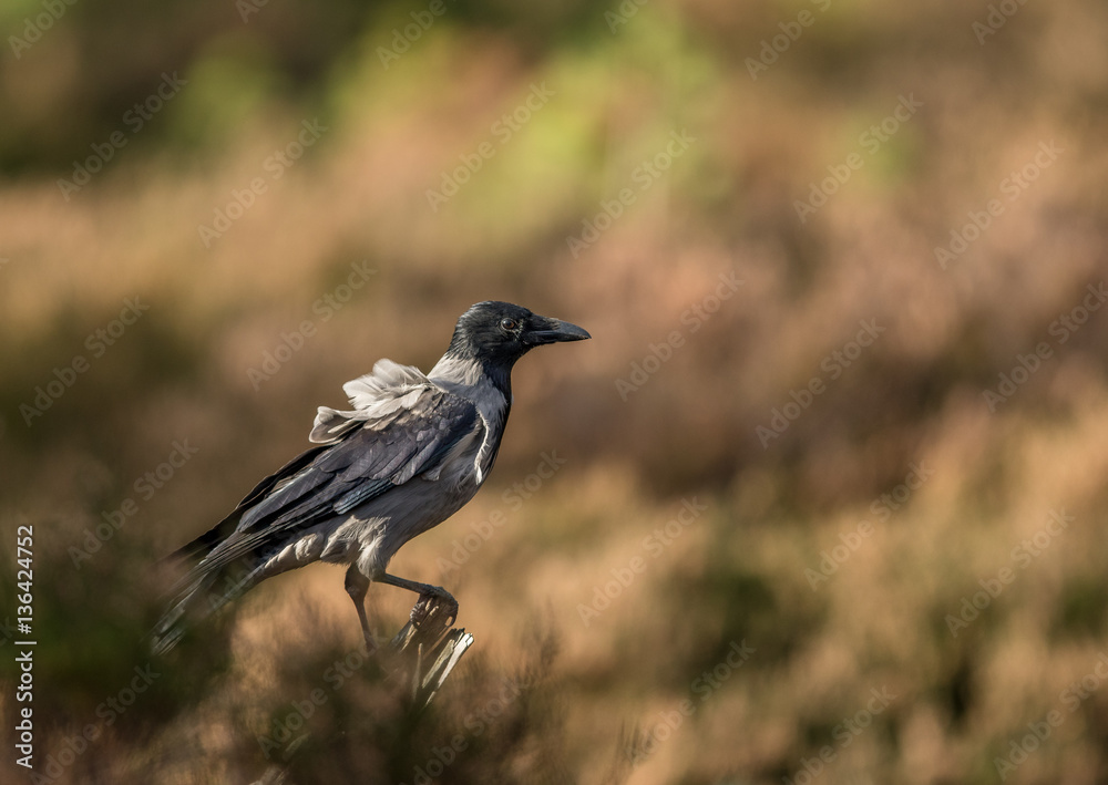 hooded crow sitting on branch with autumn color background hooded crow sitting on branch with autumn color background