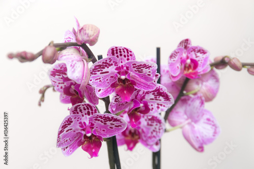 blooming purple orchid