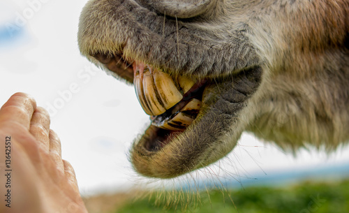A funny donkey on the nature