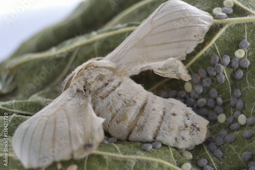 Mariposa de gusano de seda poniendo huevos sobre hoja de morera.