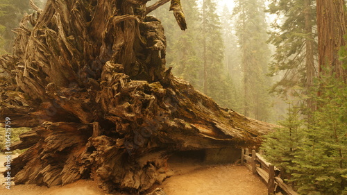 Sequoia National Park, California, USA
