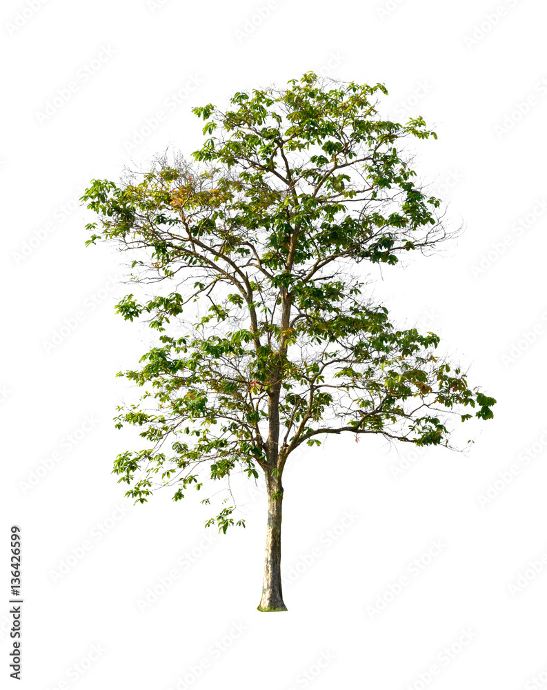 Obraz premium Trees isolated on white background