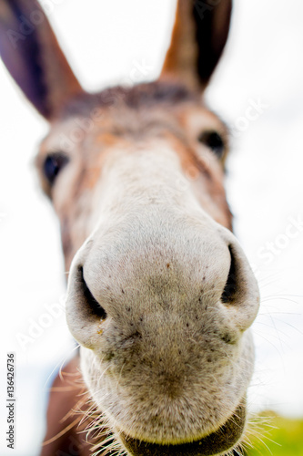 A funny donkey on the nature
