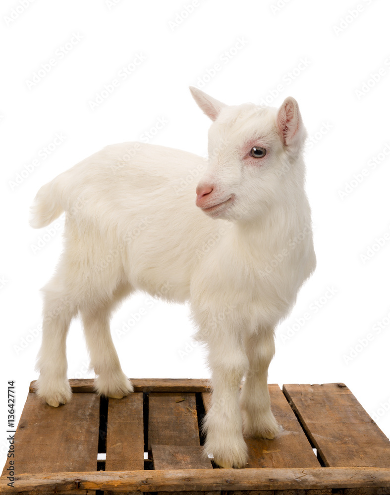 White baby goat on crate White baby goat on crate