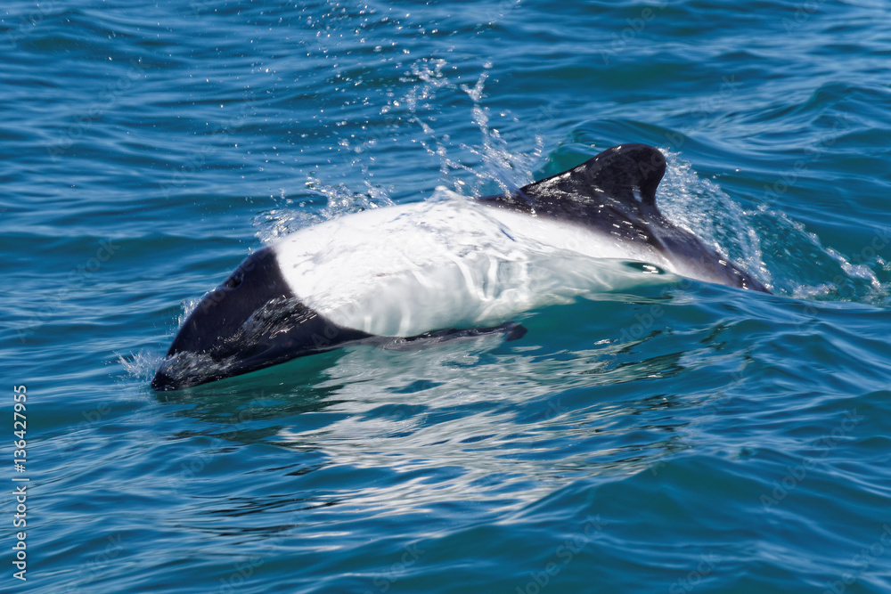 Fototapeta premium Dauphin de Commerson