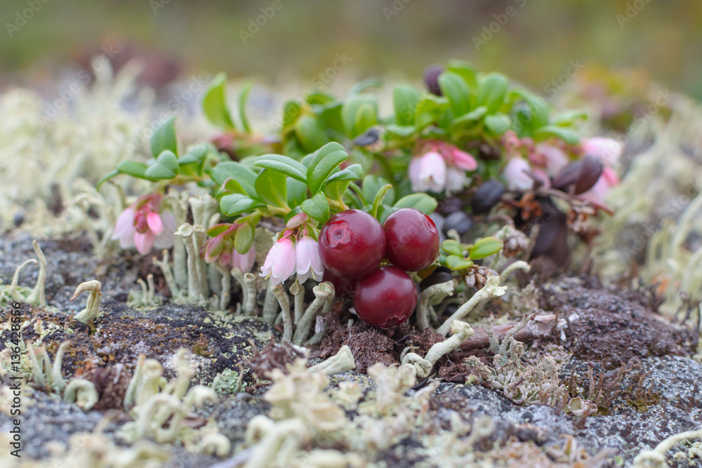 Bushes ripe berries cranberries and flowers. Bushes ripe berries cranberries and flowers.