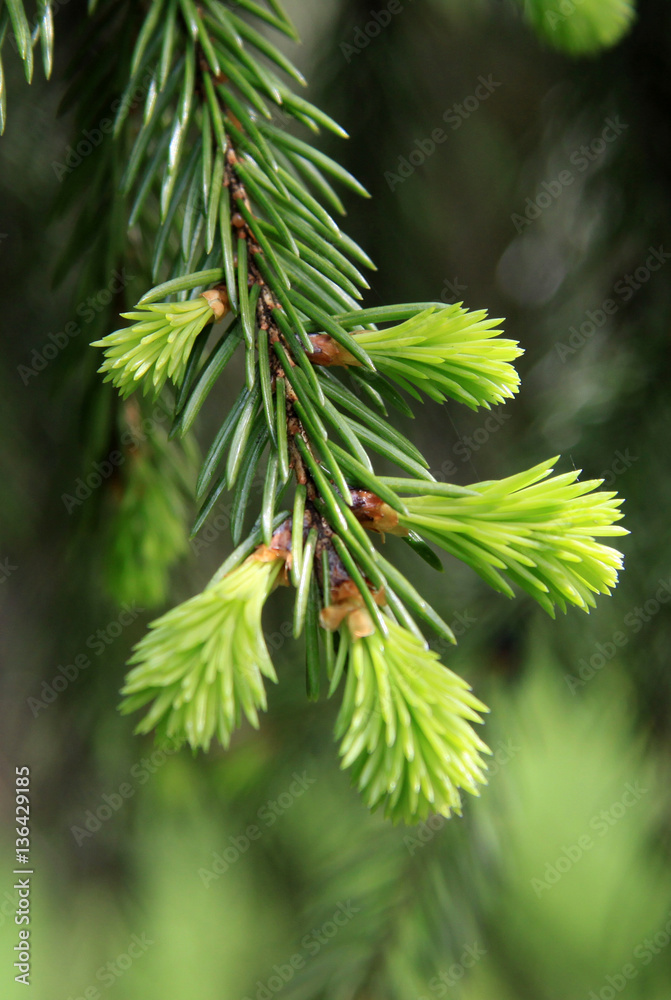 Young fir tree branch in spring time